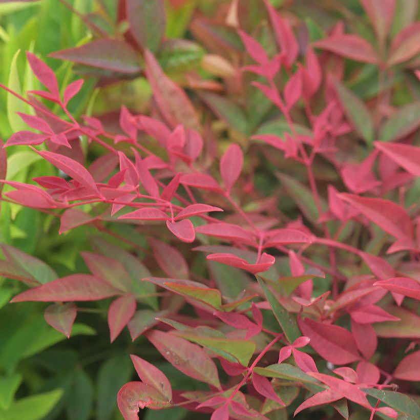 Nandina - Hemelse bamboe
