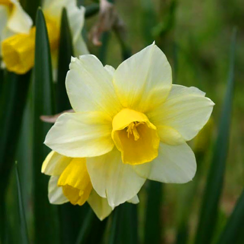 Narcissen