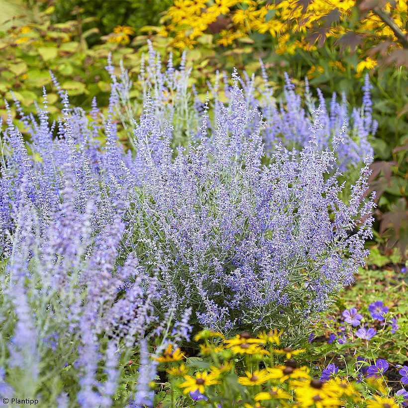 Perovskia - Russische salie