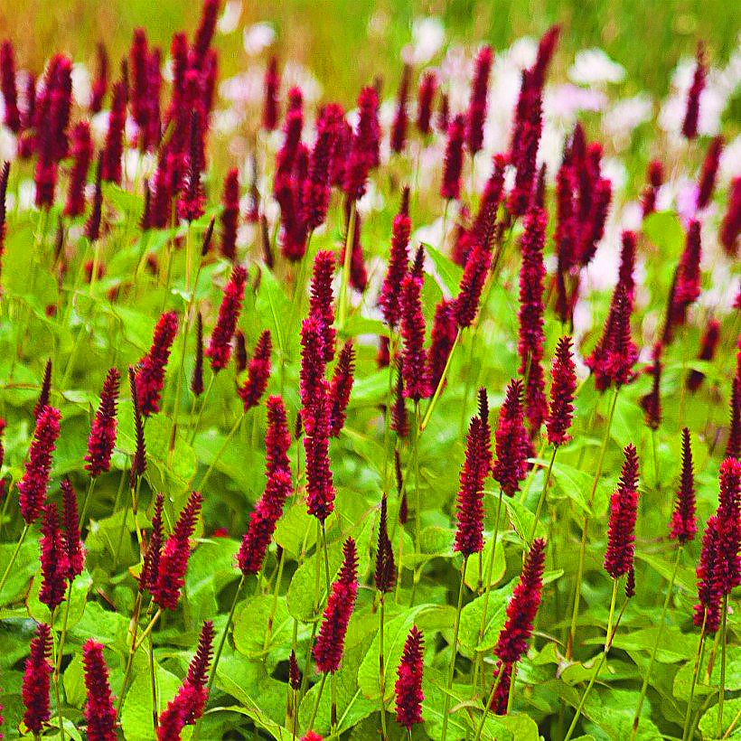 Duizendknoop - Persicaria