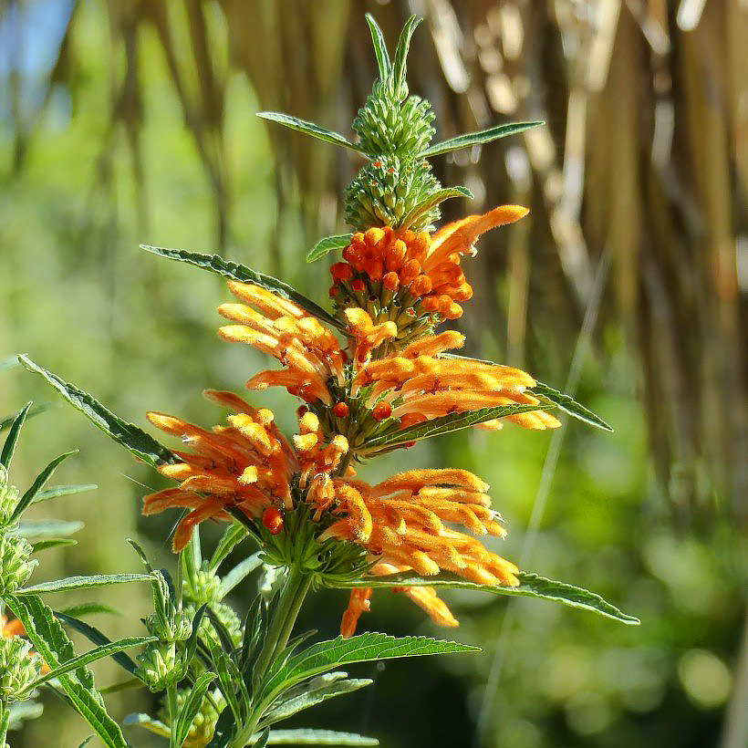 Phlomis fruticosa - Brandkruid