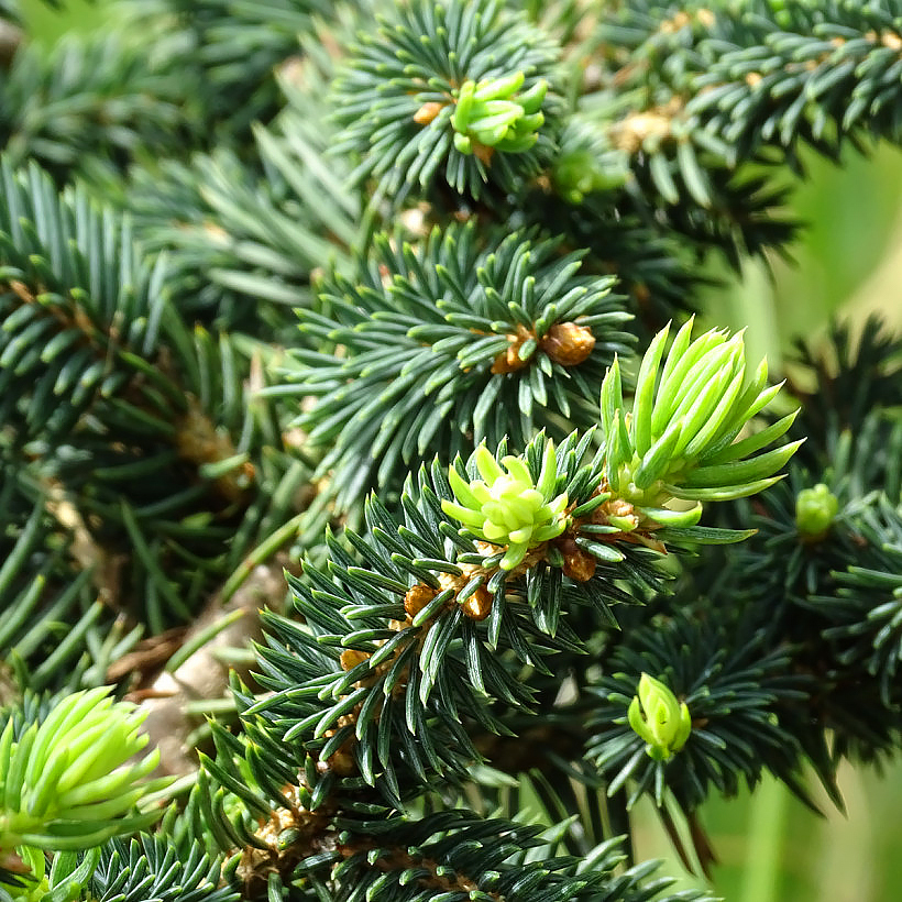 Picea - Spar