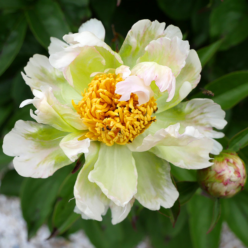Paeonia - Pioen