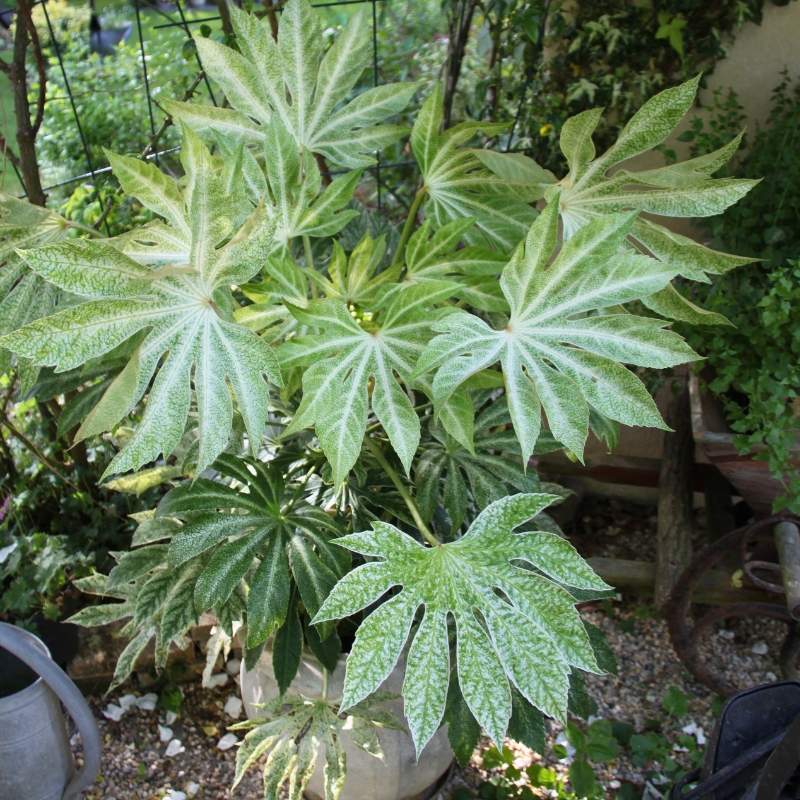 Kamerplanten die ook geschikt zijn voor de tuin