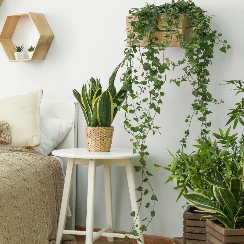 Gemakkelijke kamerplanten