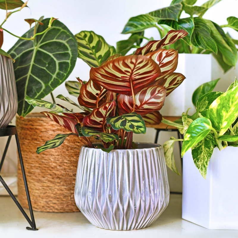 Kamerplanten met kleurrijk blad