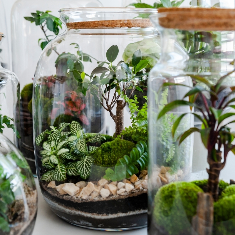 Planten voor terrariums