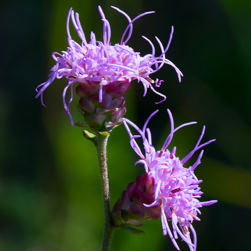 Liatris - Lampepoetser