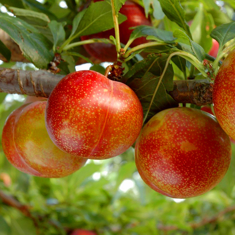 Pluot - Abrikoos-pruim
