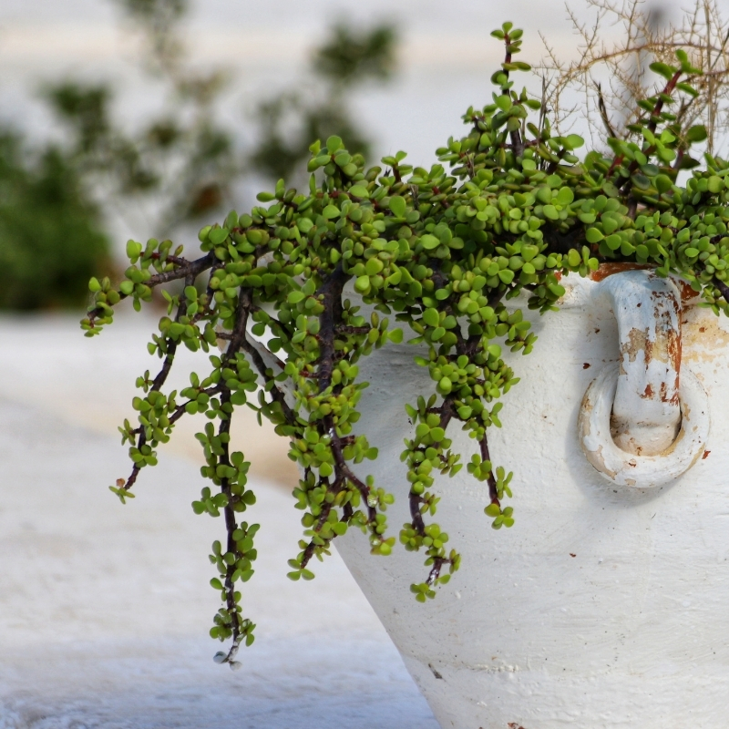 Portulacaria afra - Olifantenplant