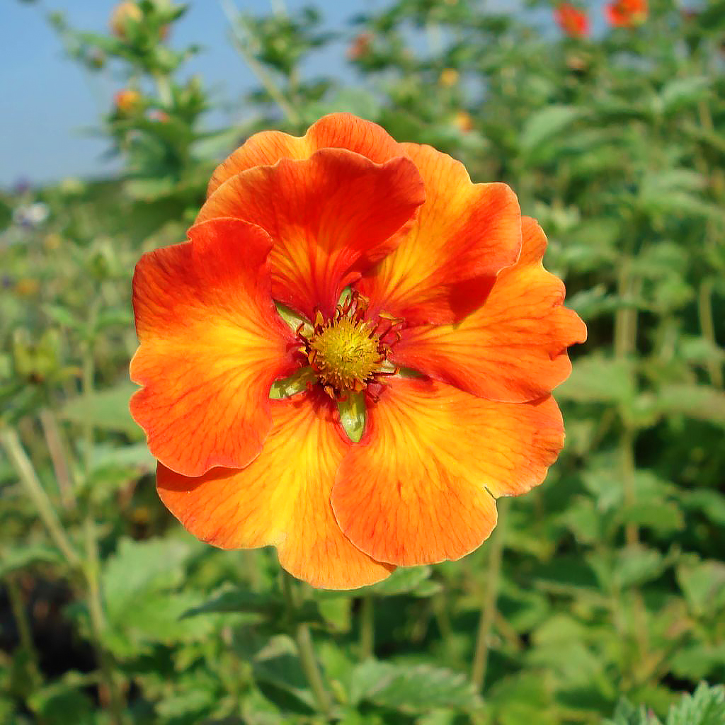 Oranjebloeiende Potentilla
