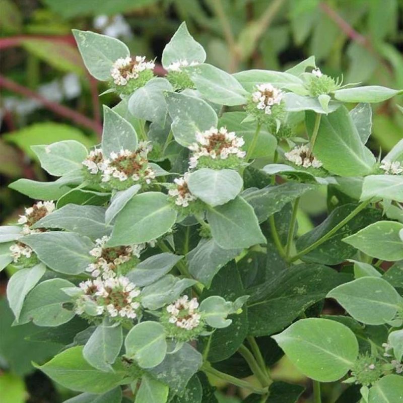 Pycnanthemum - Bergmunt