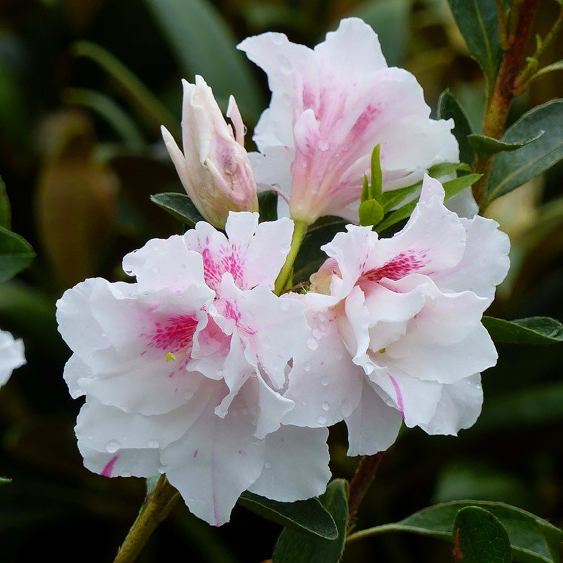 Rhododendrons en Azalea's