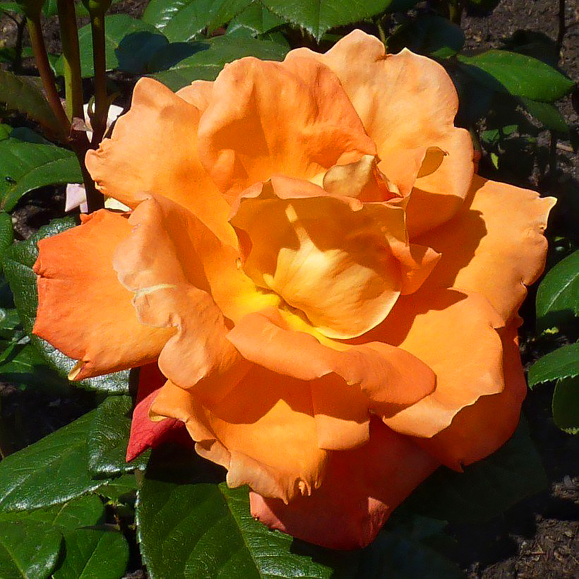 Oranje rozen