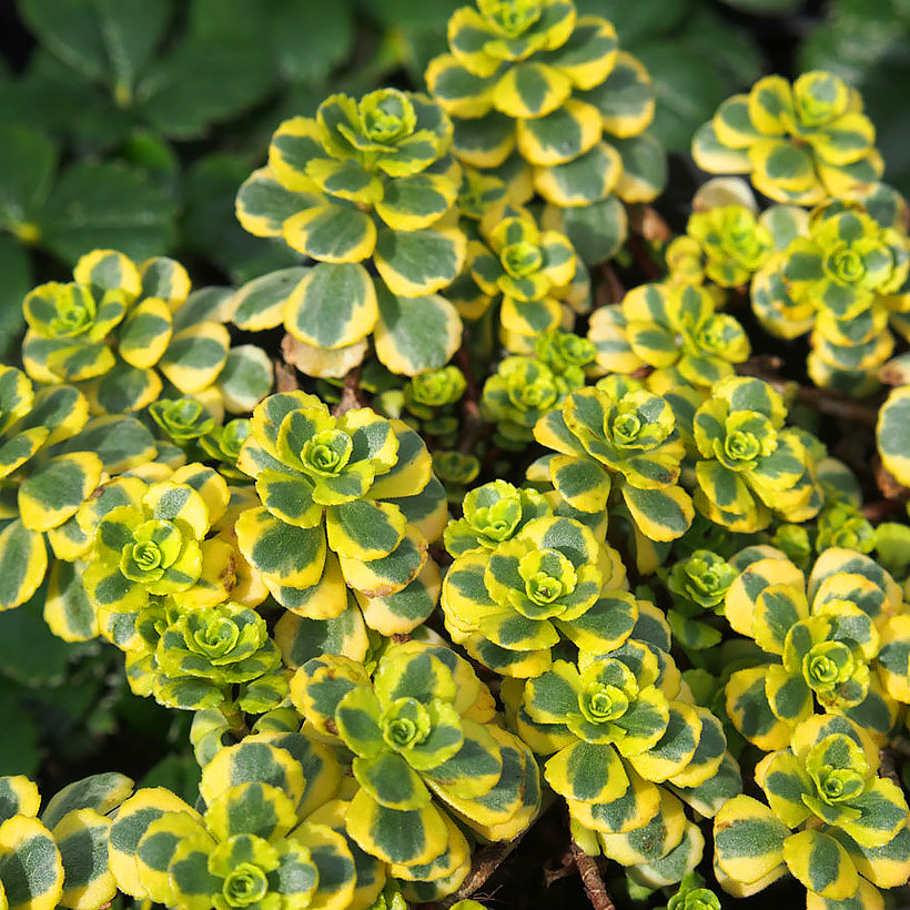 Sedum - Vetkruid