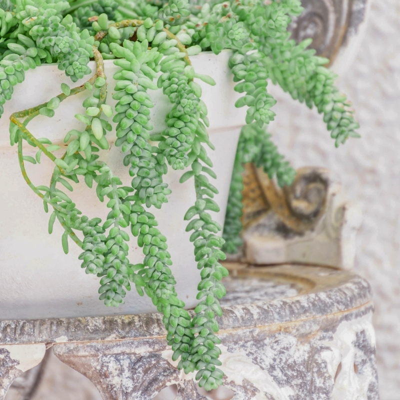 Sedum voor binnenshuis