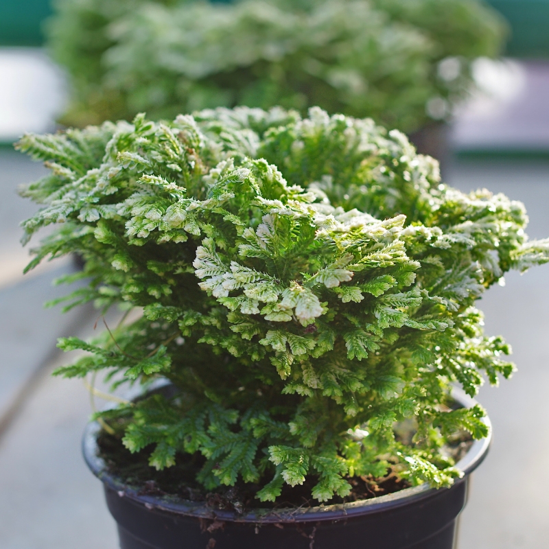 Selaginella binnenshuis