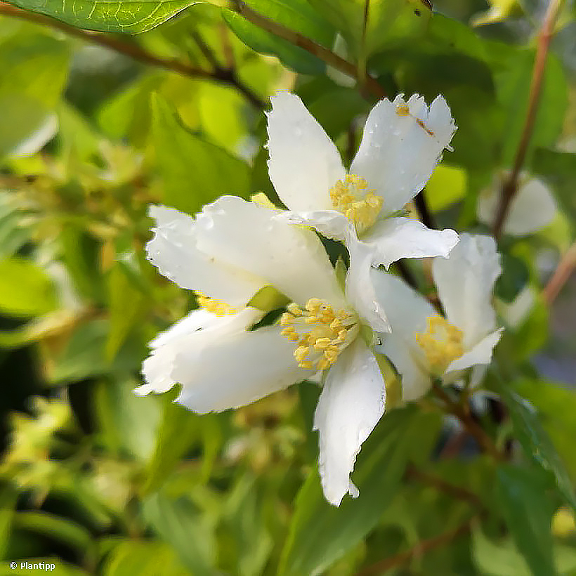 Philadelphus - Boerenjasmijn