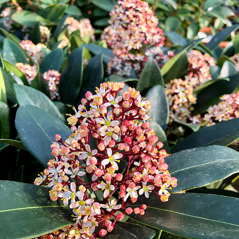 Skimmia’s