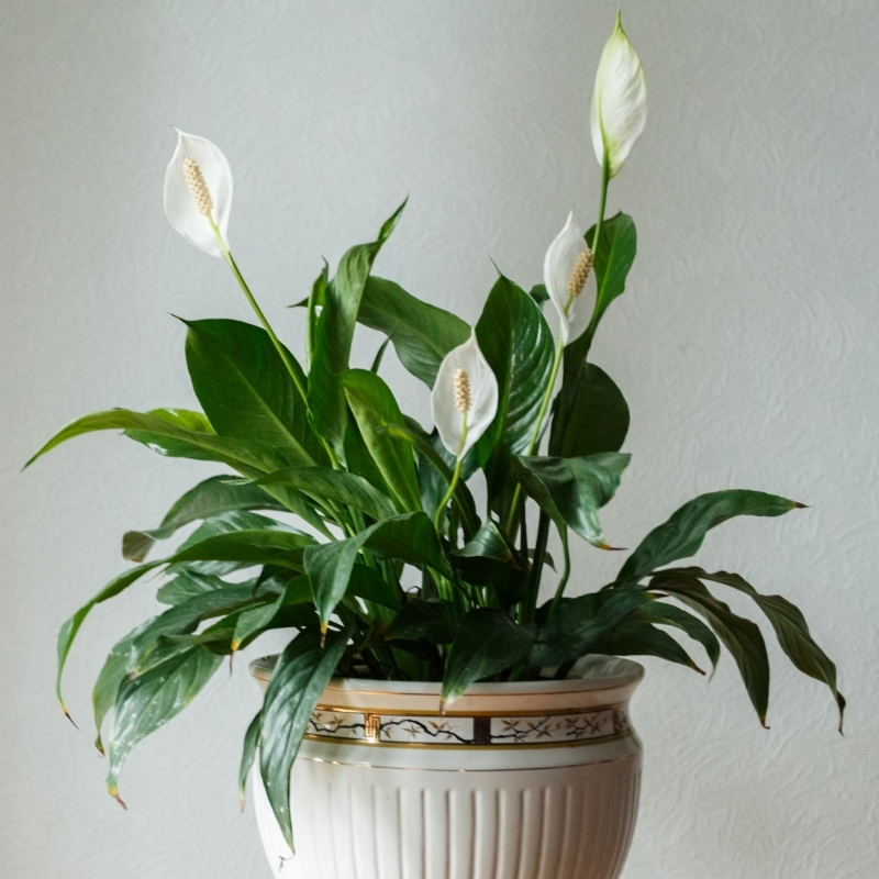 Spathiphyllum - Lepelplant