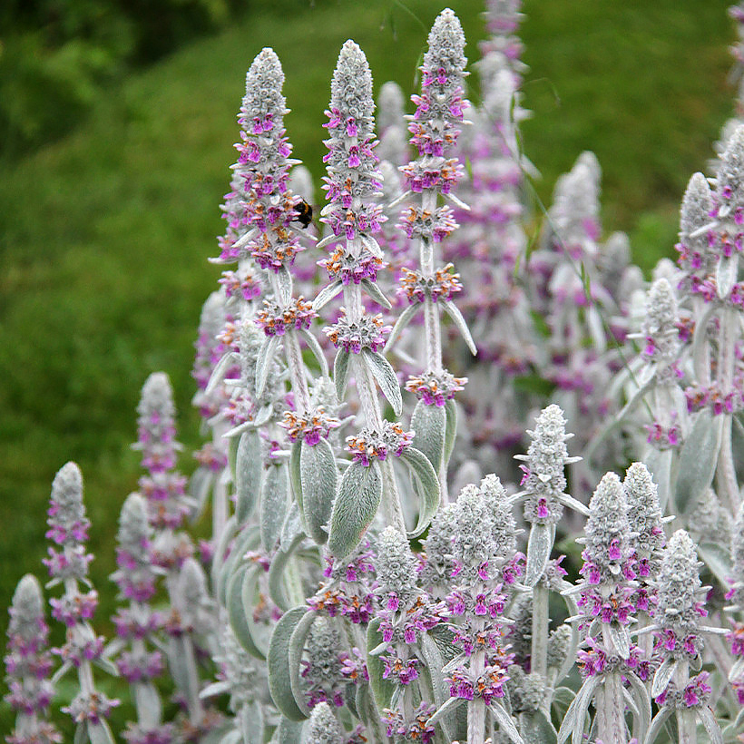 Stachys - Ezelsoor