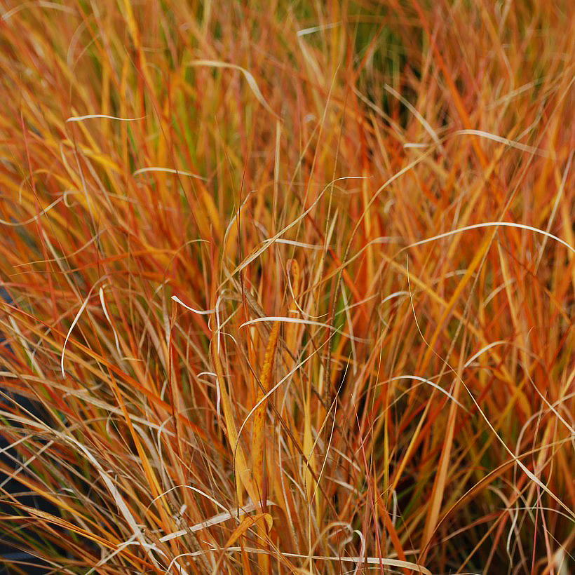 Stipa - Vedergras