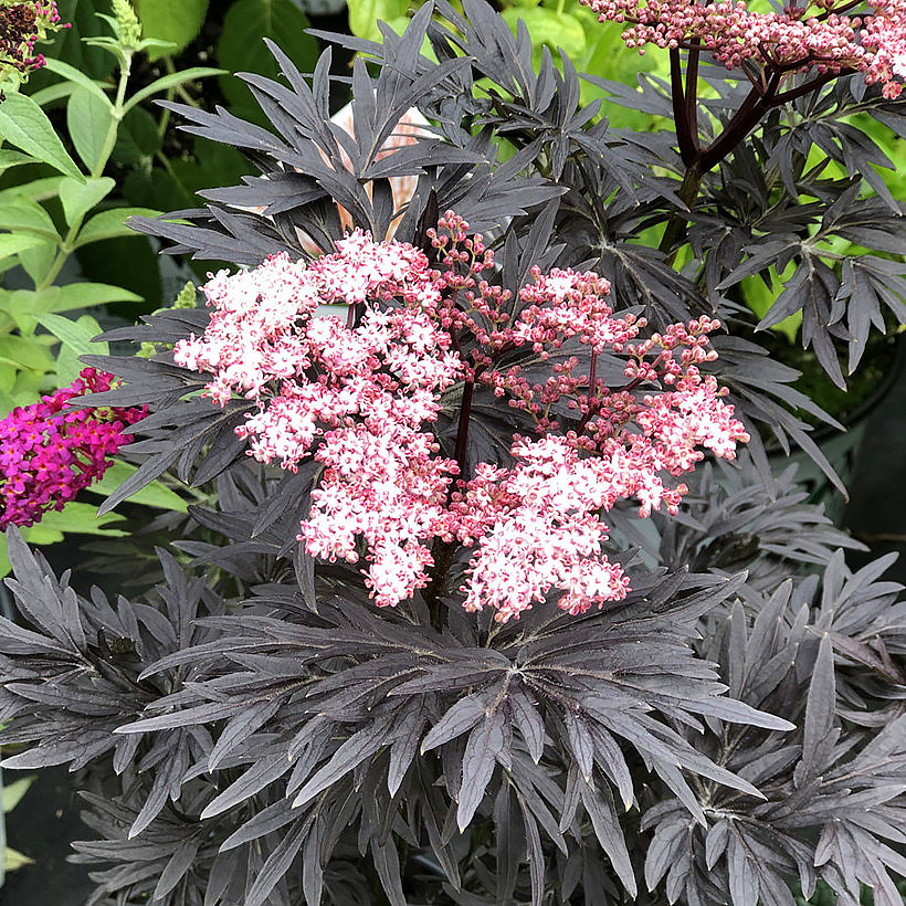 Sambucus - Vlier