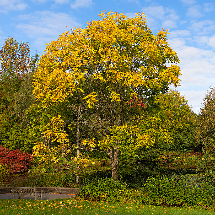 Toona - Chinese Mahonie