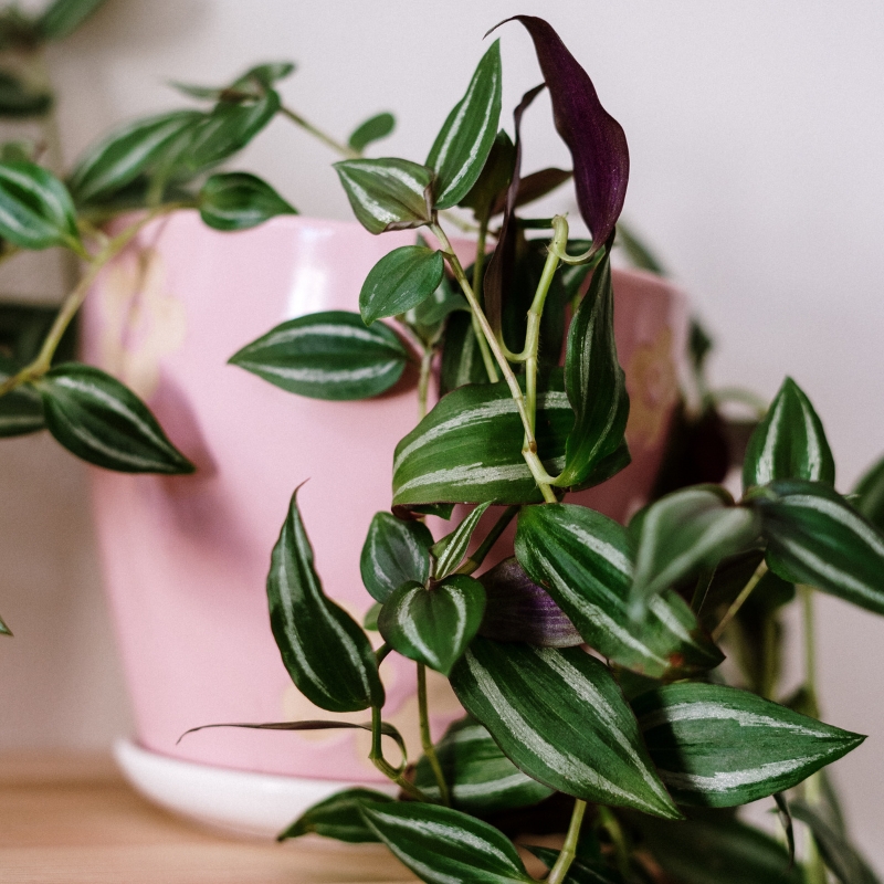 Tradescantia voor binnenshuis - Vaderplant