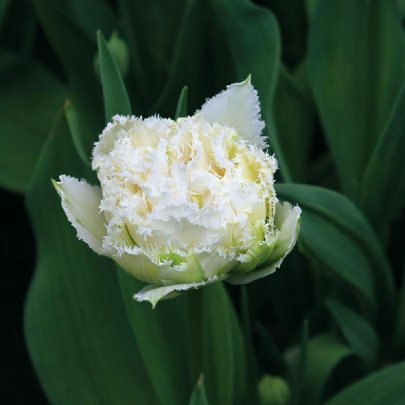 Tulpen met witte bloemen
