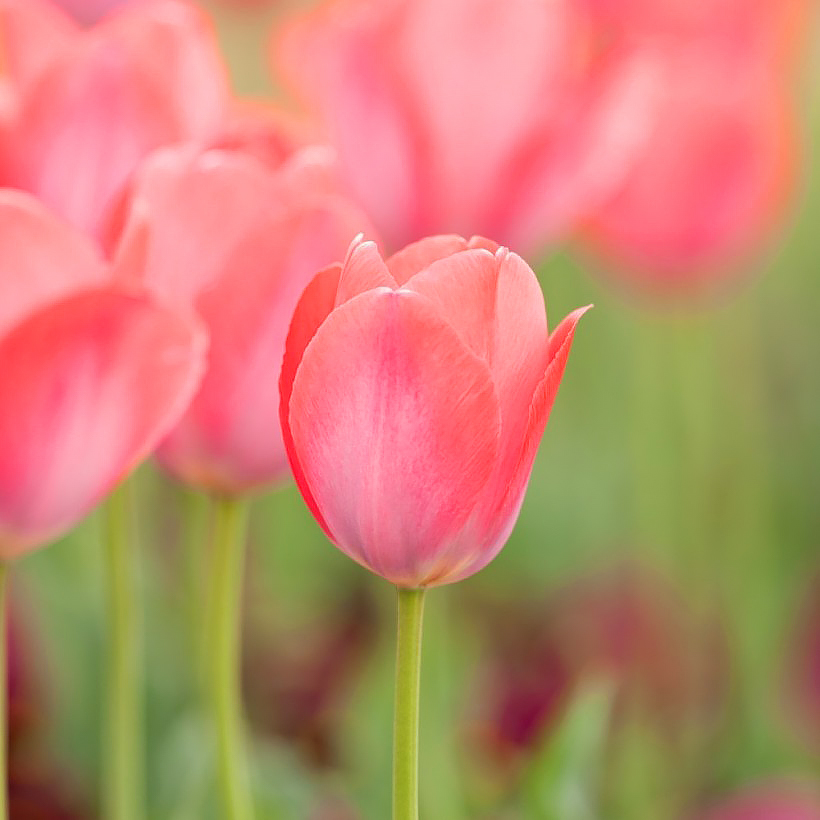 Tulpen met roze bloemen