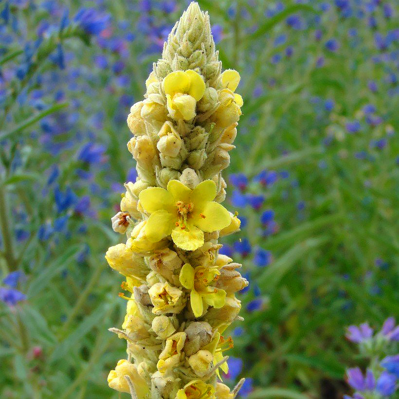 Toortsen - Verbascum
