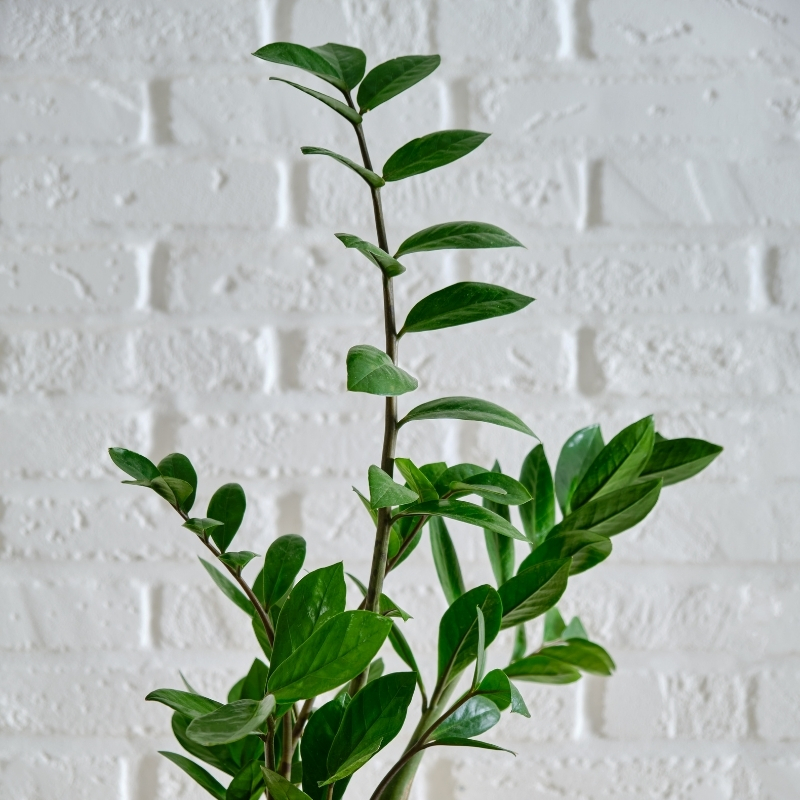 Zamioculcas - ZZ plant