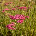 Achillea millefolium Velours - Duizendblad