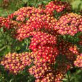 Achillea millefolium Paprika - Duizendblad
