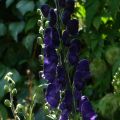Aconitum henryi Spark's Variety - Monnikskap