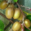 Kiwi - Actinidia deliciosa Hayward (vrouwelijk)