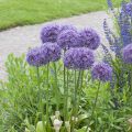 Allium Globemaster - Sierui