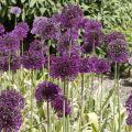 Allium aflatunense Purple Sensation - Sierui