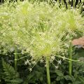 Allium schubertii Arctic Snow - Sierui