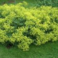 Alchemilla mollis Thriller - Vrouwenmantel