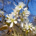 Amelanchier lamarckii - Amerikaans krentenboompje