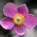 Anemone hupehensis Praecox - Herfstanemoon