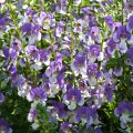 Angelonia Angelface Wedgewood Blue - Zomerleeuwenbek
