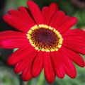 Argyranthemum Grandaisy Ruby - Struikmargriet
