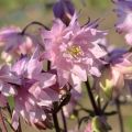 Akelei Rose Barlow - Aquilegia vulgaris