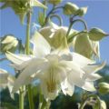 Akelei White Barlow - Aquilegia