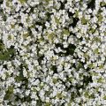 Arabis Snowcap - Randjesbloem
