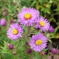 Aster novae-angliae Barrs Blue - Nieuw-Engelse aster