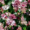 Astrantia major Roma - Zeeuws knoopje